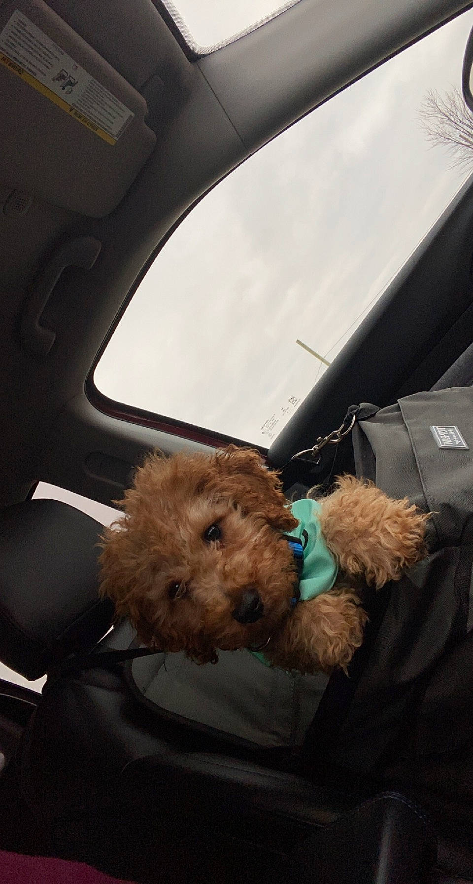 Paxton joined the competition — help win amazing prizes! auto_part, automotive_exterior, automotive_mirror, automotive_window_part, car, car_seat, car_seat_cover, carnivore, companion_dog, dog, dog_breed, fawn, motor_vehicle, personal_luxury_car, snout, toy_dog, vehicle, vehicle_door, window, windshield