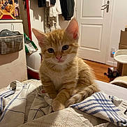 Coton a rejoint le concours — aidez-le/la à gagner de superbes lots ! cat, kitten, orange_cat, ginger, pet, animal, feline, fluffy, sitting, portrait, indoors, home, laundry, towel, bed, room, door, closet, coats, cute
