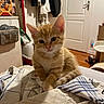 cat, kitten, orange_cat, ginger, pet, animal, feline, fluffy, sitting, portrait, indoors, home, laundry, towel, bed, room, door, closet, coats, cute
