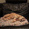 cat, ginger_cat, sleeping, lying_down, pet, animal, furry, orange, cozy, blanket, patterned_blanket, leather_chair, indoors, furniture, relaxed, upside_down, portrait, whiskers, green_eyes, comfortable