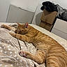 Coton participe au concours pour gagner de l'argent avec cette photo : cat, orange_tabby, sleeping, resting, lying_down, bed, bedroom, blanket, bedspread, patterned_fabric, furry, whiskers, ears, paws, striped_fur, indoor, cozy, relaxed, laundry, home