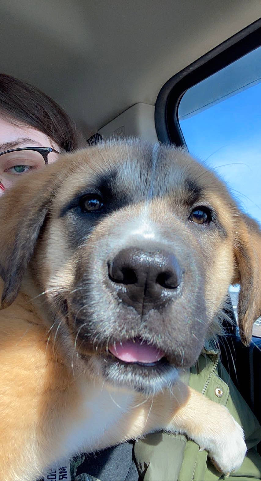 Athena joined the competition — help win amazing prizes! canidae, carnivore, companion_dog, dog, dog_breed, fawn, fur, plant, puppy, sky, snout, sporting_group, whiskers, working_animal, working_dog