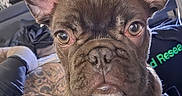 Diggie Smallz is registered to the contest to win money with this photo: dog, french_bulldog, puppy, close_up, ears, tattoo, person, gloves, indoor, bed, wall_art, black_gloves, pet, animal, cute, face, portrait, looking_at_camera, fur, eyes