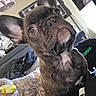 Diggie Smallz is registered to the contest to win money with this photo: animal, background, black, close_up, clothing, couch, curious, dog, ear, expression, face, french_bulldog, fur, furniture, indoors, light, person, pet, tattoo, white
