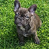 adorable, animal, canine, cute, daylight, dog, ears, french_bulldog, fur, grass, greenery, looking, mammal, nature, outdoor, pet, portrait, puppy, sitting, young