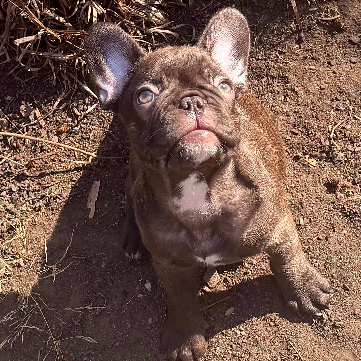 Diggie Smallz