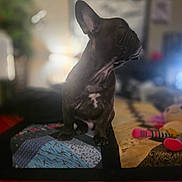 Diggie Smallz is registered to the contest to win money with this photo: animal, black_dog, blurred_background, companion, cozy, cute, decor, dog, french_bulldog, furniture, home, indoor, pet, portrait, quilt, relaxed, sitting, soft_light, stuffed_animal, toy