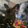 animal, blurred_background, brown, close_up, colorful, companion, cute, dog, domestic_animal, ears, french_bulldog, fur, indoor, looking_away, pet, portrait, puppy, small, table, young
