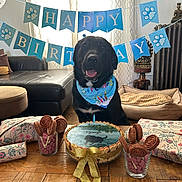 Django a rejoint le concours — aidez-le/la à gagner de superbes lots ! dog, birthday, cake, bandana, treats, table, banner, blue, living_room, sofa, cushion, curtains, wood_floor, gift_wrapping, pet_bed, decor, celebration, happy, indoor, smiling