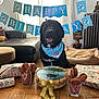 dog, birthday, cake, bandana, treats, table, banner, blue, living_room, sofa, cushion, curtains, wood_floor, gift_wrapping, pet_bed, decor, celebration, happy, indoor, smiling