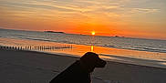 Django participe au concours pour gagner de l'argent avec cette photo : dog, silhouette, sunset, beach, ocean, water, sky, clouds, calm, nature, outdoor, sand, reflection, island, evening, peaceful, animal, coast, shore, scenic