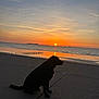 dog, silhouette, sunset, beach, ocean, water, sky, clouds, calm, nature, outdoor, sand, reflection, island, evening, peaceful, animal, coast, shore, scenic