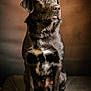 Django a rejoint le concours — aidez-le/la à gagner de superbes lots ! dog, black_dog, pet, animal, portrait, sitting, fur, whiskers, ears, eyes, indoor, brown_background, canine, looking_up, mammal, domestic_animal, companion, cute, friendly, calm