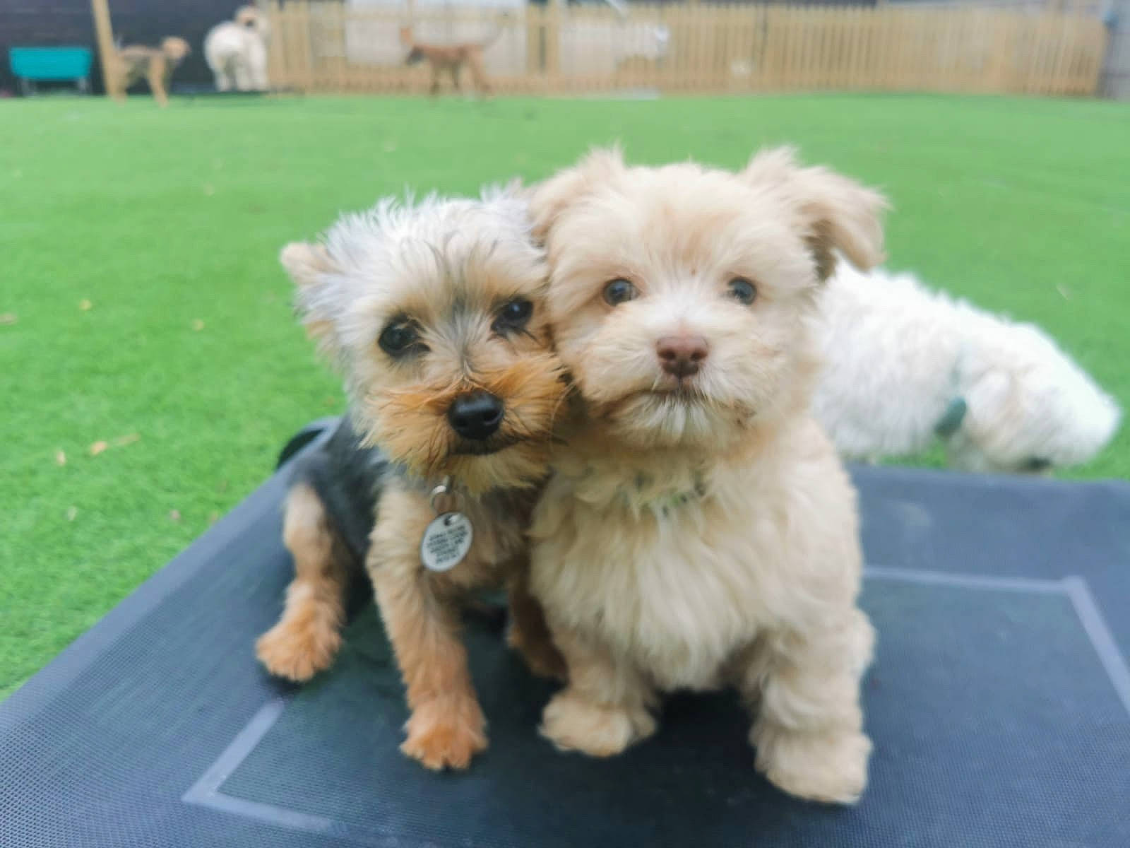 Deacon is registered to the contest to win money with this photo: canidae, carnivore, companion_dog, dog, dog_breed, dog_supply, fur, grass, mal_shi, plant, poodle_crossbreed, puppy_love, shih_poo, small_terrier, snout, sporting_group, terrier, toy, toy_dog, working_animal