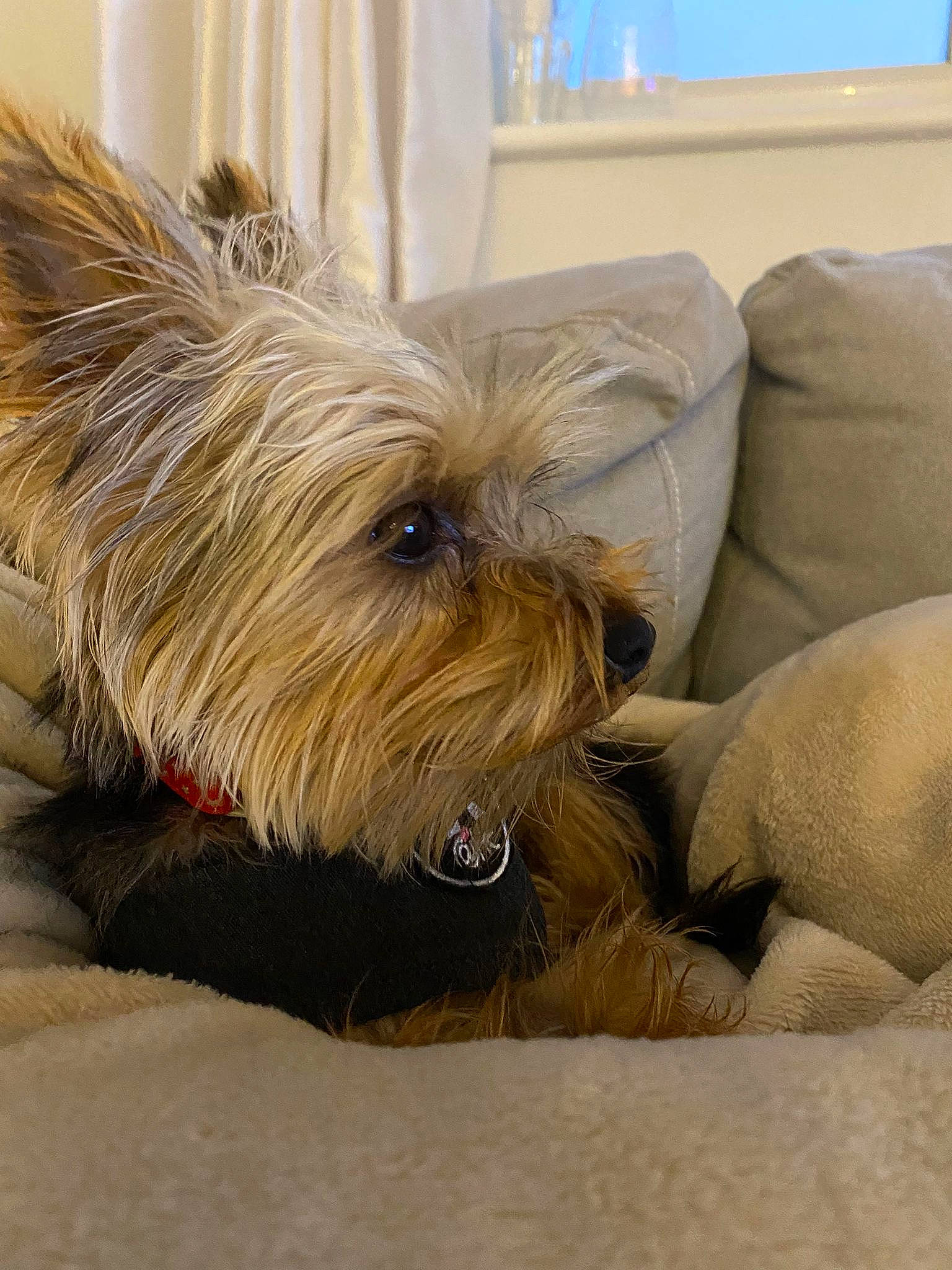 Deacon is registered to the contest to win money with this photo: canidae, carnivore, collar, comfort, companion_dog, dog, dog_breed, dog_supply, fawn, flooring, fur, liver, small_terrier, snout, sporting_group, terrier, toy_dog, water_dog, working_animal, yorkipoo