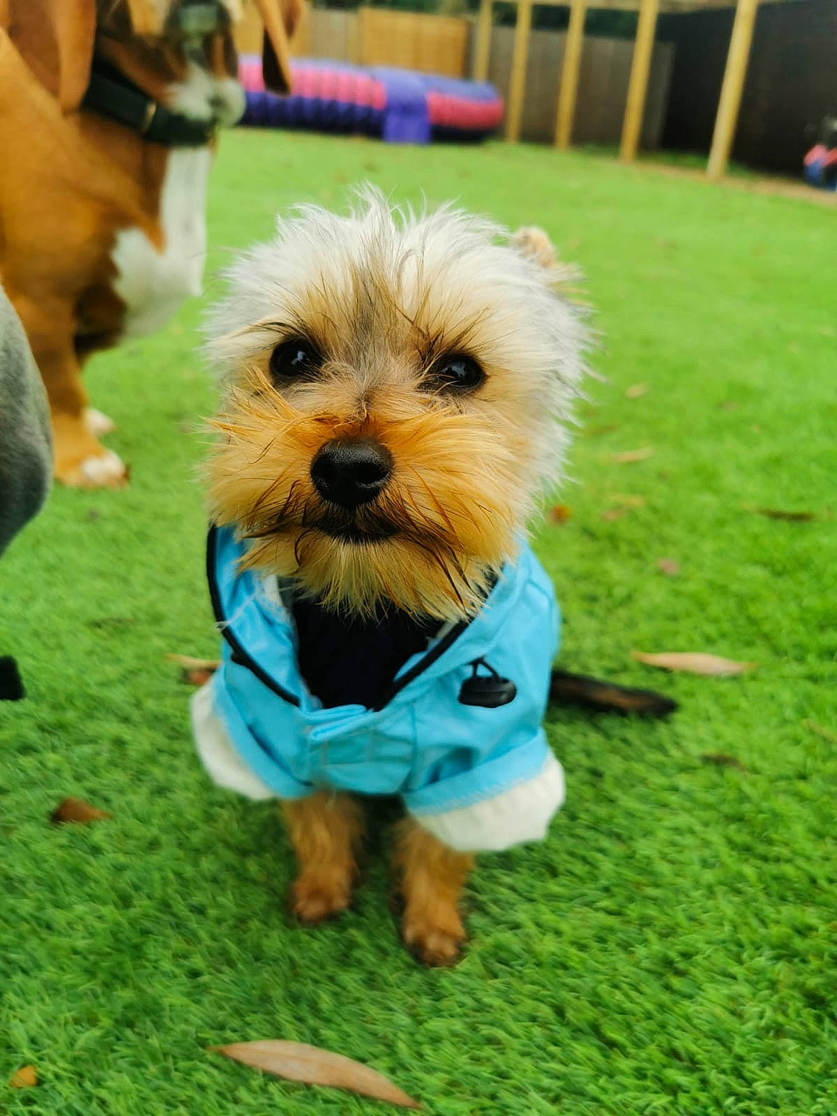 Deacon joined the competition — help win amazing prizes! biewer_terrier, carnivore, companion_dog, conformation_show, dog, dog_breed, dog_clothes, dog_supply, fur, grass, maltepoo, non_sporting_group, obedience_training, poodle_crossbreed, puppy, small_terrier, snout, sporting_group, terrier, toy_dog