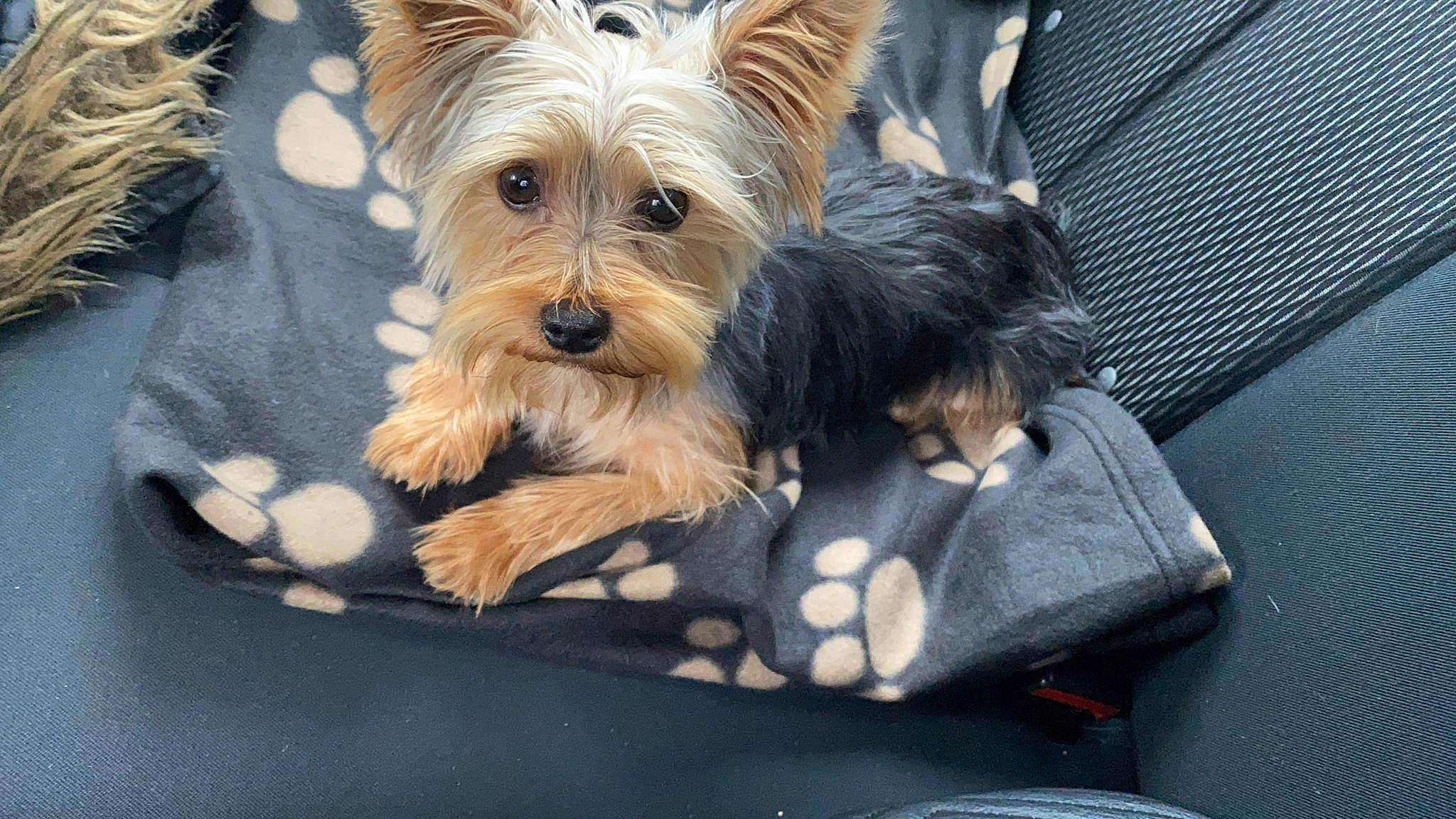 Deacon is registered to the contest to win money with this photo: biewer_terrier, canidae, carnivore, companion_dog, dog, dog_breed, dog_supply, plant, puppy, small_terrier, snout, sporting_group, terrier, toy_dog, water_dog, working_animal, yorkipoo, yorkshire_terrier