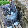 animal, cat, close_up, concrete, cute, ears, fluffy, garden, gray_fur, green_eyes, kitten, ledge, long_hair, outdoor, paws, pet, portrait, steps, whiskers, white_fur