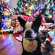Bandit is registered to the contest to win money with this photo: boston_terrier, dog, christmas_tree, holiday_decorations, wrapped_presents, colorful_lights, wooden_floor, plush_toy, elf_figurine, reindeer_toy, festive, indoor, pet, animal, celebration, seasonal, cute, portrait, holiday, decor