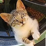 Storm is registered to the contest to win money with this photo: cat, kitten, tabby, animal, pet, wheel, car, tire, curious, paw, fur, closeup, outdoor, playful, young, cute, mammal, whiskers, face, ears
