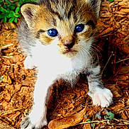 Tincy joined the competition — help win amazing prizes! animal, blue_eyes, brown, cat, close_up, curious, cute, fur, ground, kitten, leaves, mulch, nature, outdoor, paws, pet, small, whiskers, white, young