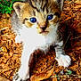 animal, blue_eyes, brown, cat, close_up, curious, cute, fur, ground, kitten, leaves, mulch, nature, outdoor, paws, pet, small, whiskers, white, young