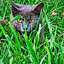 alert, animal, camouflage, cat, close_up, eye_contact, feline, fur, grass, grass_blades, gray_cat, greenery, hiding, mammal, nature, outdoor, pet, stalking, wildlife, yellow_eyes