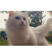 Maya a rejoint le concours — aidez-le/la à gagner de superbes lots ! angora, animal, canine, cat, dog, face, grass, head, kitten, manx, nature, outdoors, person, pet, plant, siamese, sky, text, white, whitedog