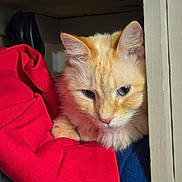 Princess is registered to the contest to win money with this photo: cat, kitten, orange_cat, fluffy, fur, whiskers, ears, eyes, nose, animal, pet, portrait, close_up, indoors, doorway, fabric, red_clothing, blue_blanket, cozy, cute