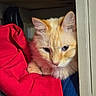 cat, kitten, orange_cat, fluffy, fur, whiskers, ears, eyes, nose, animal, pet, portrait, close_up, indoors, doorway, fabric, red_clothing, blue_blanket, cozy, cute