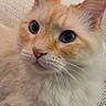 Princess is registered to the contest to win money with this photo: cat, kitten, ginger_cat, fluffy, fur, whiskers, ears, blue_eyes, close_up, portrait, pet, indoor, blanket, cozy, cuddly, sitting, looking_at_camera, animal, orange_and_white, cute