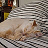 Princess is registered to the contest to win money with this photo: cat, sleeping, fluffy, cream_colored, pet, animal, indoors, bed, bedspread, striped, cozy, relaxed, curled_up, fur, whiskers, ears, paws, home, furniture, nap