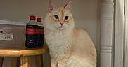 Princess joined the competition — help win amazing prizes! cat, fluffy, cream_colored, ginger, long_hair, pet, animal, sitting, indoors, portrait, whiskers, ears, eyes, tail, storage_bin, stool, soda_bottles, wooden_furniture, home, funny_pose