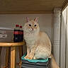 cat, fluffy, cream_colored, ginger, long_hair, pet, animal, sitting, indoors, portrait, whiskers, ears, eyes, tail, storage_bin, stool, soda_bottles, wooden_furniture, home, funny_pose