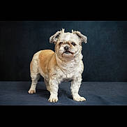 Bella a rejoint le concours — aidez-le/la à gagner de superbes lots ! dog, small_dog, standing, portrait, studio, dark_background, blue_backdrop, fluffy, scruffy, long_hair, cream_fur, tan_fur, white_fur, facial_expression, looking_at_camera, four_legs, paws, animal, pet, photography