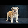 dog, small_dog, standing, portrait, studio, dark_background, blue_backdrop, fluffy, scruffy, long_hair, cream_fur, tan_fur, white_fur, facial_expression, looking_at_camera, four_legs, paws, animal, pet, photography