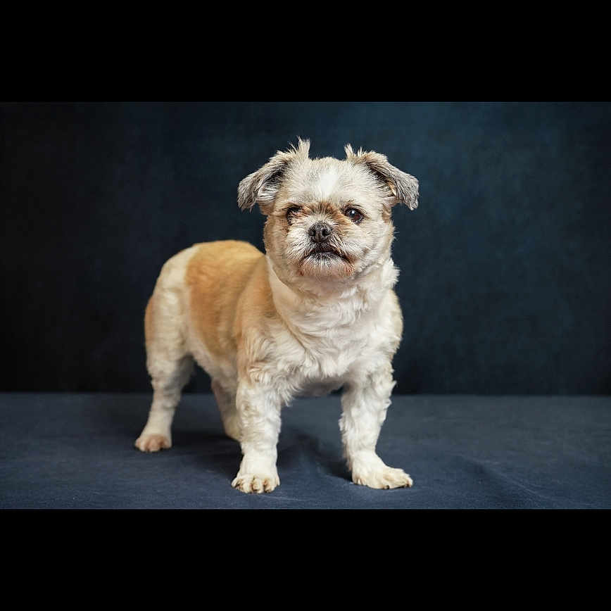 Bella a rejoint le concours — aidez-le/la à gagner de superbes lots ! dog, small_dog, standing, portrait, studio, dark_background, blue_backdrop, fluffy, scruffy, long_hair, cream_fur, tan_fur, white_fur, facial_expression, looking_at_camera, four_legs, paws, animal, pet, photography