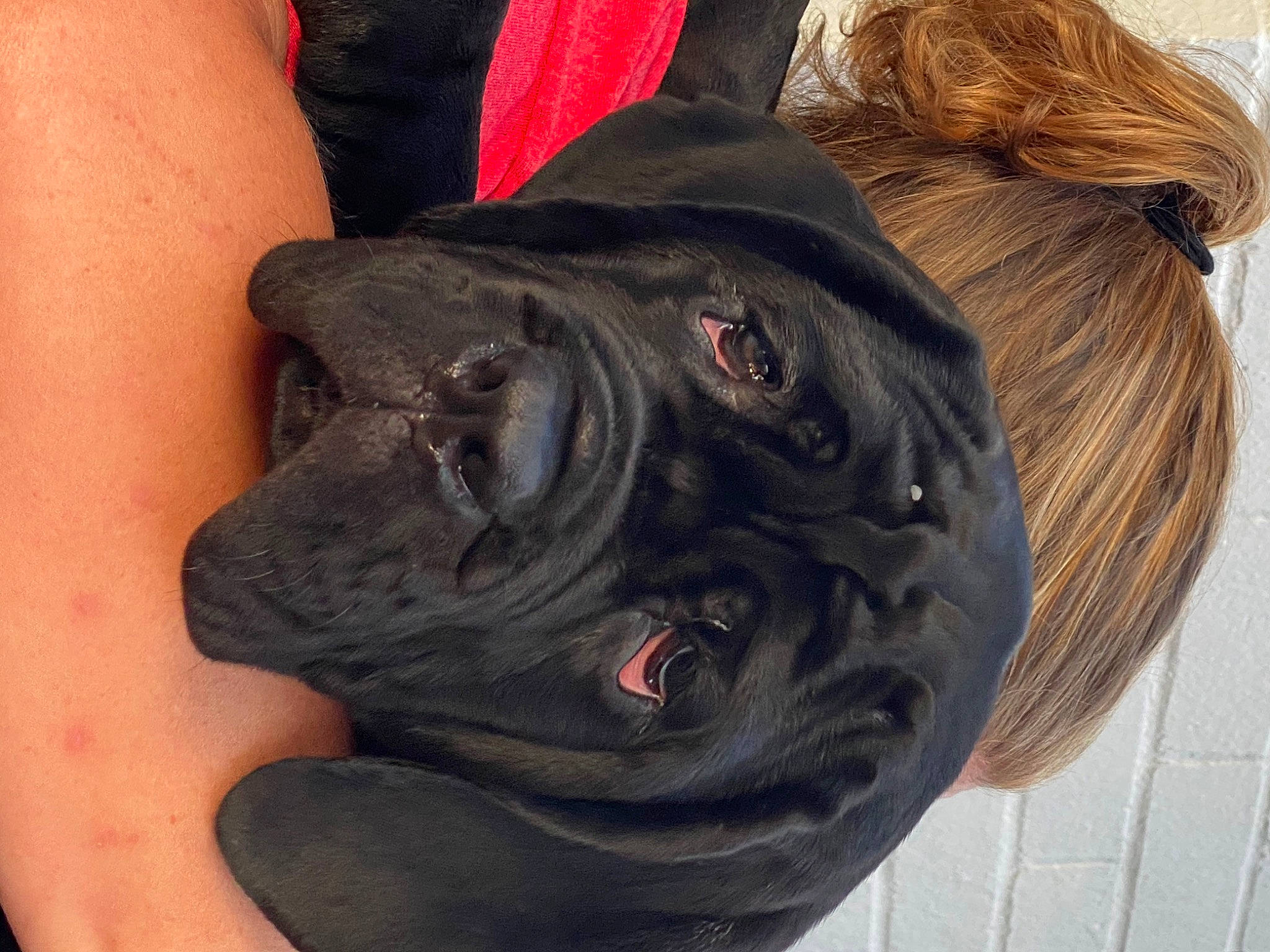 Mabel is registered to the contest to win money with this photo: canidae, carnivore, dog, dog_breed, ear, mouth, neapolitan_mastiff, neck, non_sporting_group, shar_pei, skin, snout, wrinkle