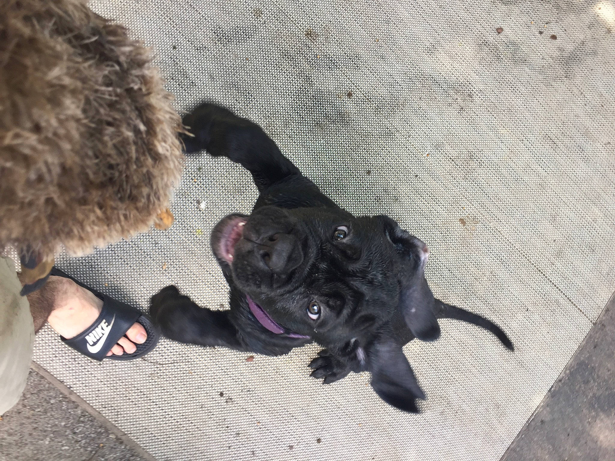 Mabel joined the competition — help win amazing prizes! canidae, carnivore, companion_dog, dog, dog_breed, fawn, guard_dog, non_sporting_group, puppy, sporting_group