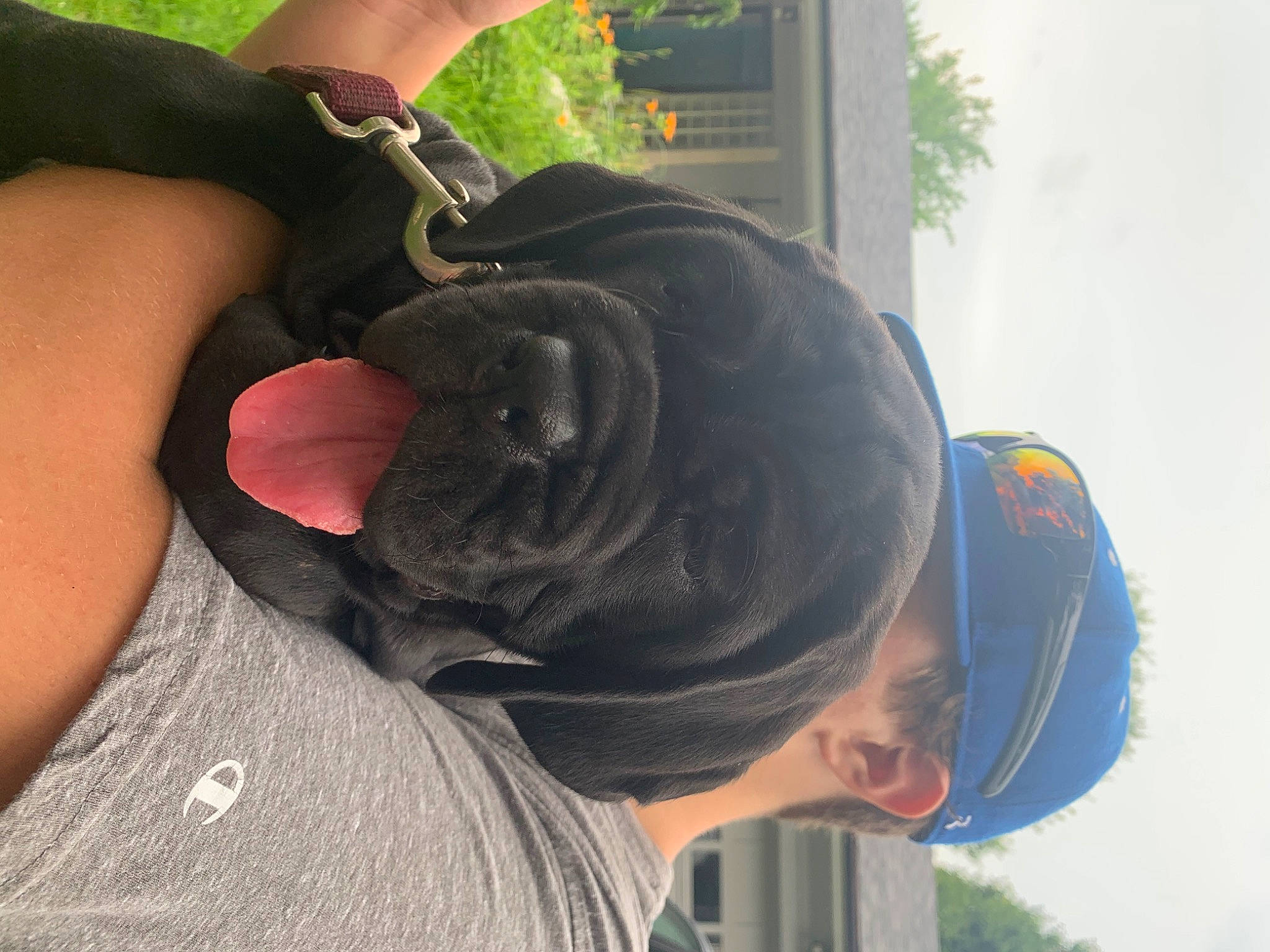 Mabel is registered to the contest to win money with this photo: canidae, dog_breed, ear, fawn, neapolitan_mastiff, neck, shar_pei, snout, sporting_group