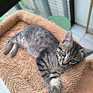 Youka participe au concours pour gagner de l'argent avec cette photo : kitten, tabby, cat, pet, indoor, window, curious, feline, animal, young, fur, whiskers, soft, cozy, resting, looking_up, paw, texture, light, relaxed