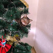 Youka a rejoint le concours — aidez-le/la à gagner de superbes lots ! cat, christmas_tree, curious, decoration, eyes, face, festive, floor, fur, greenery, holiday, home, indoor, ornament, peeking, pine_needles, red_bow, ribbon, tabby_cat, whiskers