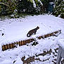 Youka participe au concours pour gagner de l'argent avec cette photo : animal, cat, cold, curious, daytime, exploring, footprints, garden, leash, nature, outdoor, paw_prints, pet, plants, shrubs, snow, snow_covered, tabby_cat, winter, wooden_fence
