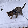 Youka a rejoint le concours — aidez-le/la à gagner de superbes lots ! animal, cat, cold, curious, daylight, exploring, fur, ground, harness, leash, mammal, nature, outdoor, pet, playful, snow, tabby, walking, white, winter
