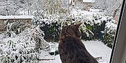 Youka a rejoint le concours — aidez-le/la à gagner de superbes lots ! animal, back_view, bushes, cat, cold, daylight, fence, frost, garden, house, landscape, nature, outdoor, pet, quiet, snow, tabby_cat, trees, window, winter