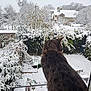 animal, back_view, bushes, cat, cold, daylight, fence, frost, garden, house, landscape, nature, outdoor, pet, quiet, snow, tabby_cat, trees, window, winter