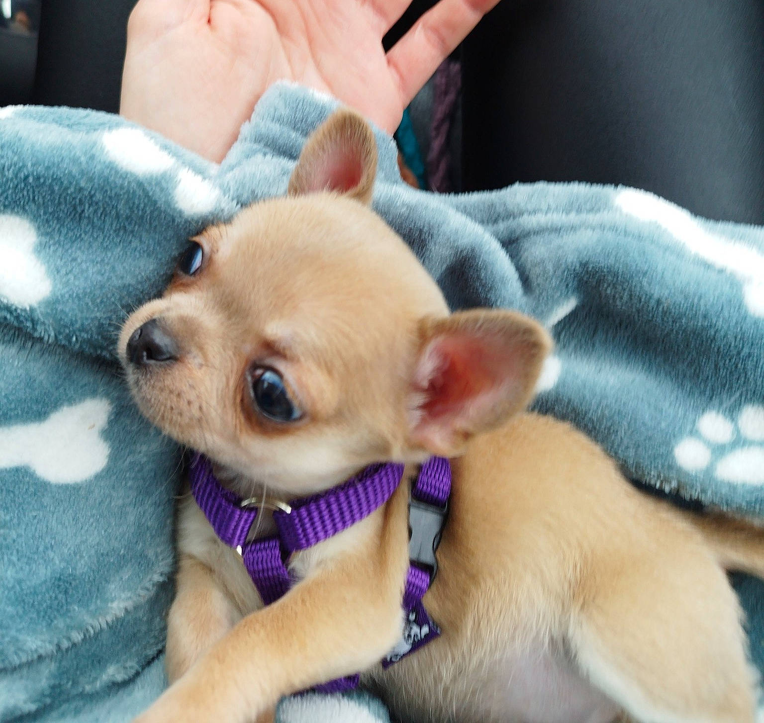 Toy participe au concours pour gagner de l'argent avec cette photo : canidae, carnivore, chihuahua, comfort, companion_dog, corgi_chihuahua, dog, dog_breed, ear, fawn, fur, gesture, snout, sporting_group, terrestrial_animal, toy_dog, watch, whiskers, working_animal, wrist