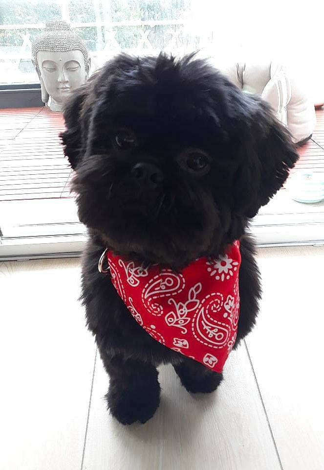 Punk participe au concours pour gagner de l'argent avec cette photo : affenpinscher, canidae, carnivore, chinese_imperial_dog, companion_dog, dog, dog_breed, dog_clothes, fur, griffon_bruxellois, mammal, pekapoo, pekingese, person, pug, puppy, shih_tzu, skin, snout, sporting_group