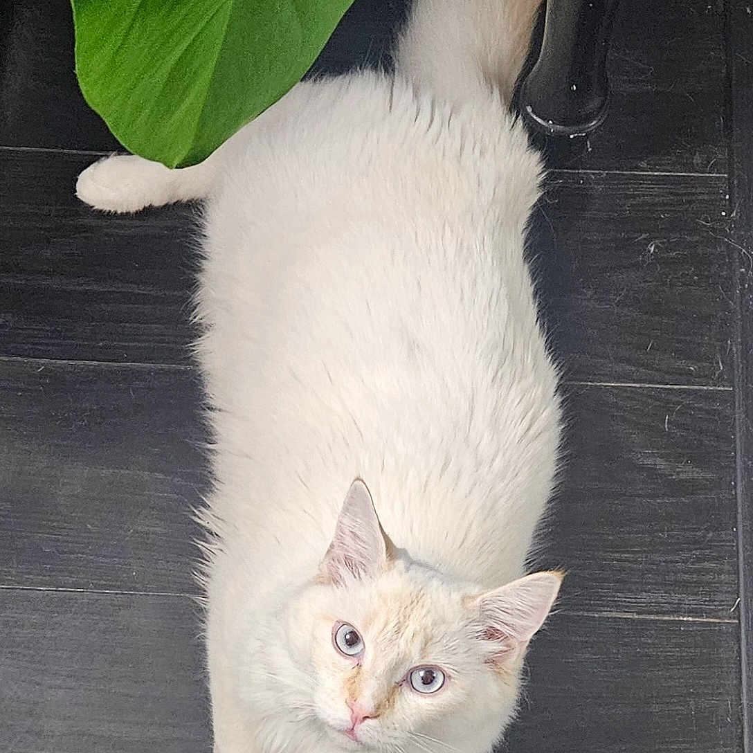 Blue is registered to the contest to win money with this photo: angora, animal, cat, clothing, flower, footwear, jar, kitten, leaf, manx, pet, plant, planter, pottedplant, pottery, shoe, siamese, slate, vase, wood