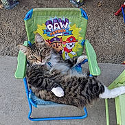 Boots is registered to the contest to win money with this photo: animal, bell_collar, blue_frame, cat, concrete_floor, decorative_houses, green_armrest, kids_chair, lounge, outdoor, paw_patrol, pet, pineapple_decor, relaxed, small_chair, soil, striped_fur, summer, tabby_cat, white_paws